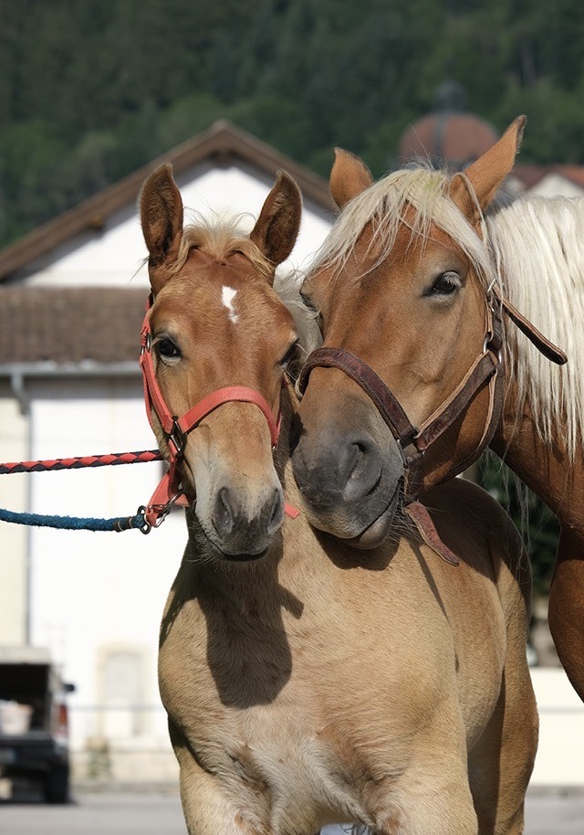 Cheval